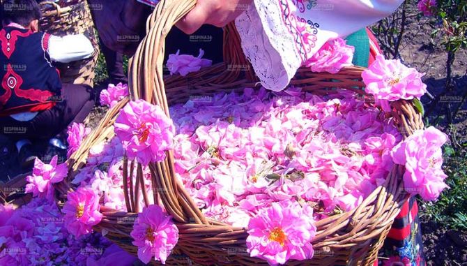 تور نوروزی کاشان - رسپینا 24